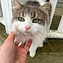 cat, green_eyes, fluffy, white_and_gray, pet, outdoor, hand, scratching, close_up, face, whiskers, nose, ears, porch, railing, stone_floor, domestic_animal, friendly, cute, animal