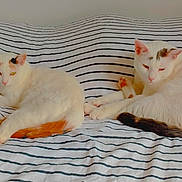 Elsy a rejoint le concours — aidez-le/la à gagner de superbes lots ! abyssinian, angora, animal, bed, bedroom, blanket, cat, computer, couch, furniture, hardwood, homedecor, indoors, kitten, linen, manx, pet, room, siamese, wood