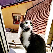 Diego participe au concours pour gagner de l'argent avec cette photo : background, cat, curious, daylight, ears, feline, fur, green_eyes, house, outdoor, pet, rooftop, sitting, sunlight, tuxedo_cat, urban, whiskers, window, windowsill, yellow_building