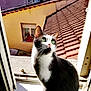 cat, tuxedo_cat, green_eyes, windowsill, sunlight, rooftop, yellow_building, urban, outdoor, pet, feline, curious, sitting, daylight, window, whiskers, ears, fur, house, background