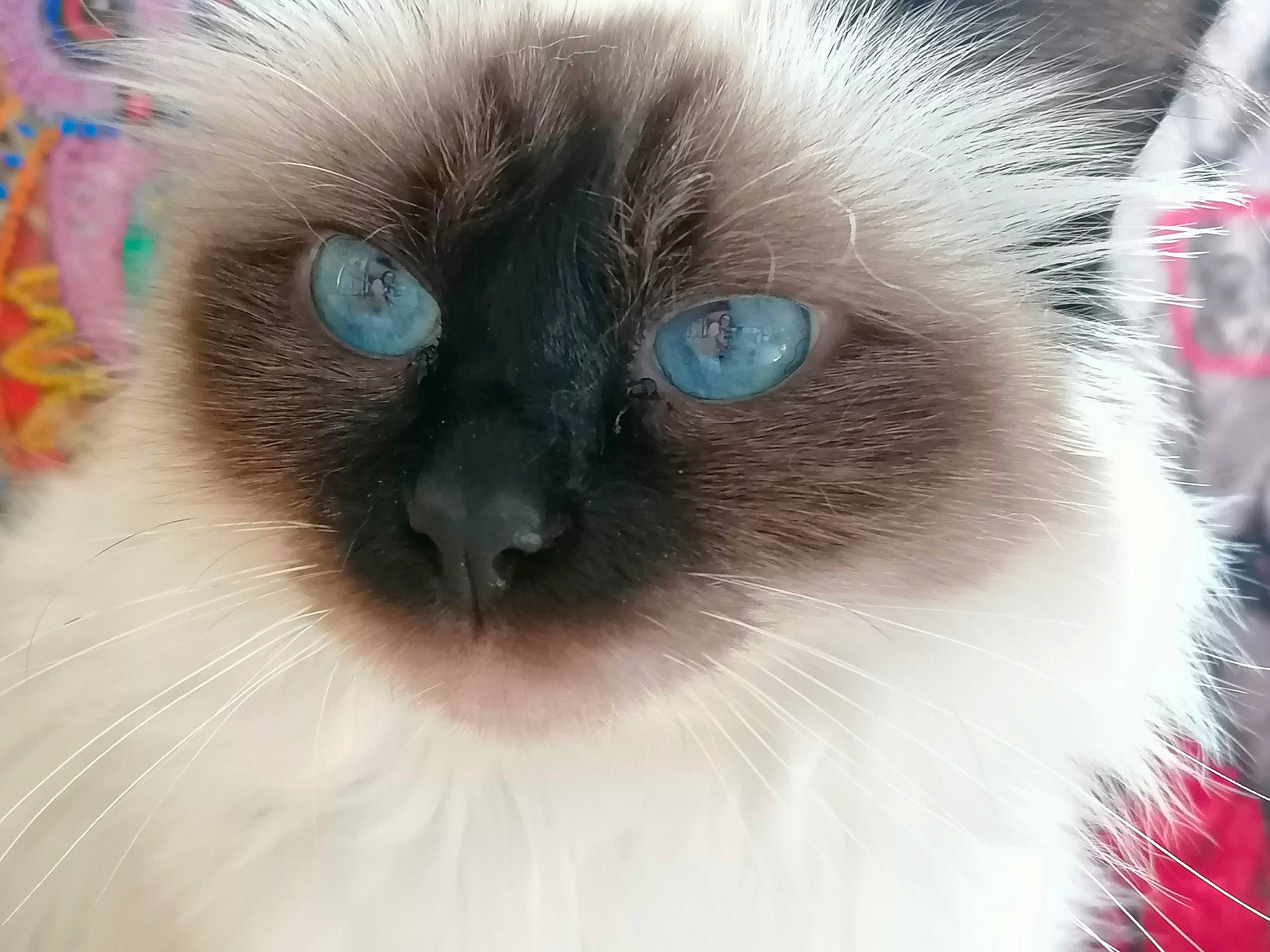 Shanelle a rejoint le concours — aidez-le/la à gagner de superbes lots ! balinese, birman, carnivore, cat, fawn, felidae, fur, iris, ragdoll, siamese, small_to_medium_sized_cats, snout, terrestrial_animal, thai, whiskers