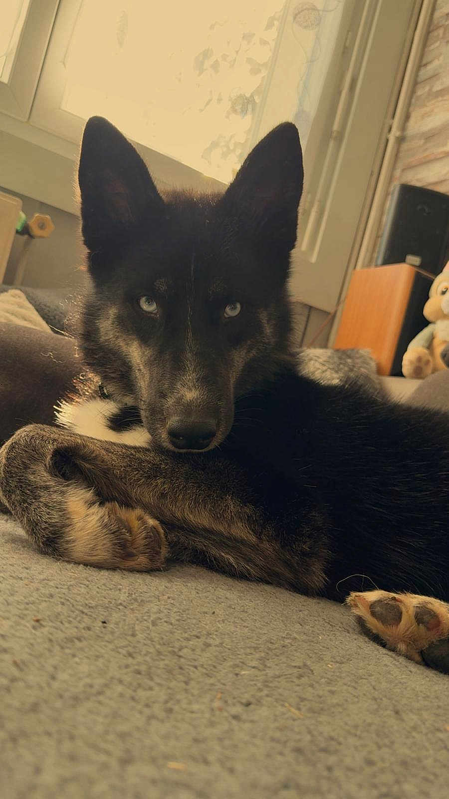 Akira