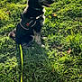 Akira a rejoint le concours — aidez-le/la à gagner de superbes lots ! dog, black_dog, sitting, grass, outdoor, leash, harness, pet, animal, nature, sunlight, greenery, canine, alert, tongue_out, ears_up, daylight, park, companion, walking