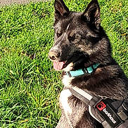 Akira a rejoint le concours — aidez-le/la à gagner de superbes lots ! dog, black_and_white, collar, harness, grass, outdoor, pet, canine, sunlight, sitting, happy, tongue_out, fur, animal, nature, park, daytime, pavement, playful, closeup