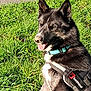dog, black_and_white, collar, harness, grass, outdoor, pet, canine, sunlight, sitting, happy, tongue_out, fur, animal, nature, park, daytime, pavement, playful, closeup