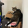 Pépito participe au concours pour gagner de l'argent avec cette photo : animal, box, cardboard, carton, cat, electronics, furniture, hardwood, indoors, kitten, machine, manx, mobilephone, motorcycle, pet, phone, transportation, vehicle, wheel, wood