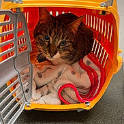 Pépito participe au concours pour gagner de l'argent avec cette photo : abyssinian, animal, architecture, basket, box, building, canine, cat, crib, den, dog, furniture, indoors, infantbed, kitten, laundry, manx, outdoors, pet, shelter