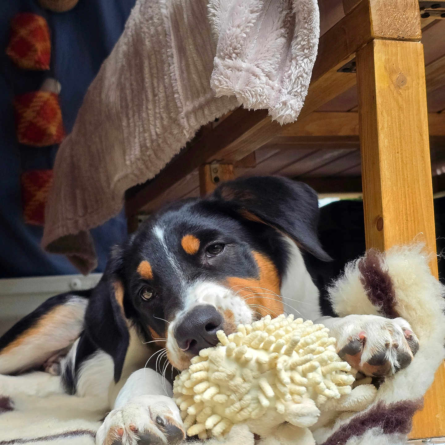 Koda