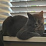 cat, feline, windowsill, blinds, indoor, resting, sleeping, pet, fur, whiskers, cozy, shadow, light, animal, cute, relaxed, domestic, mammal, window, calm