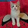 kitten, cat, pet, cute, feline, animal, indoor, red_cushion, spiderman_design, curious, fur, whiskers, ears, paws, young, domestic_cat, sitting, portrait, soft, closeup