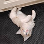 kitten, cat, blue_eyes, fluffy, playful, black_mat, white_cabinet, indoor, pet, young_cat, curious, lying_down, paw, feline, cute, animal, domestic, fur, small, exploring