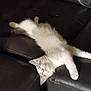 kitten, cat, sleeping, relaxed, fur, pet, animal, couch, leather, indoor, cute, whiskers, paws, resting, cozy, home, nap, feline, soft, adorable