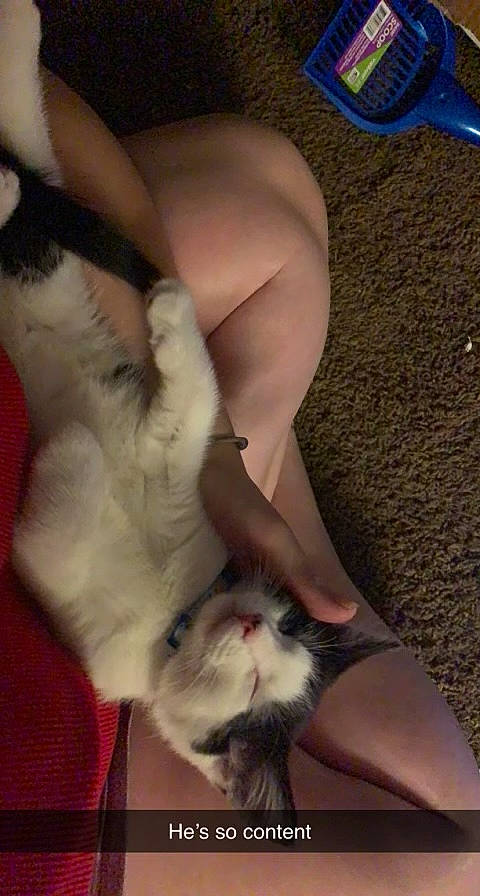 Jellybean joined the competition — help win amazing prizes! carnivore, cat, comfort, companion_dog, dog_breed, fawn, felidae, finger, foot, fur, gesture, human_body, human_leg, knee, lap, nail, small_to_medium_sized_cats, tail, thigh, whiskers