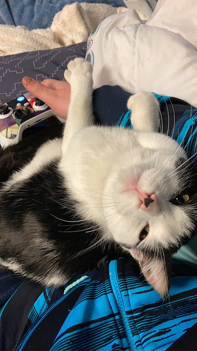 Jellybean joined the competition — help win amazing prizes! blue, carnivore, cat, claw, cloud, comfort, domestic_short_haired_cat, electric_blue, felidae, foot, fur, lap, nap, paw, sleep, small_to_medium_sized_cats, tail, textile, whiskers