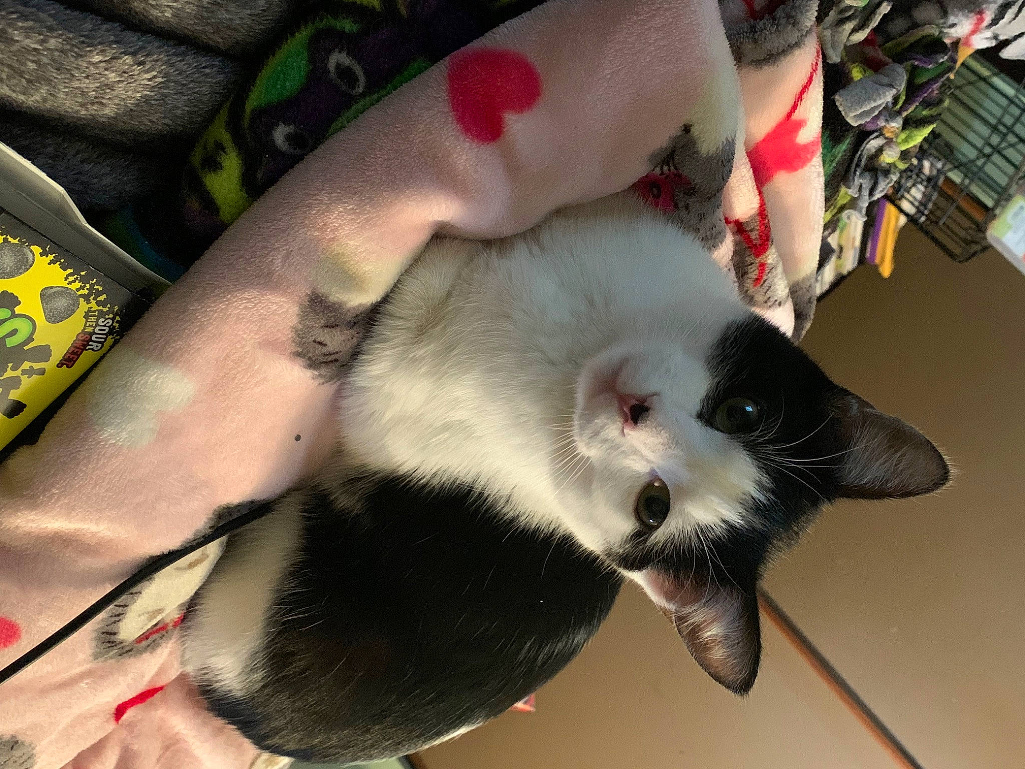 Jellybean is registered to the contest to win money with this photo: carnivore, cat, claw, collar, comfort, dog_breed, domestic_short_haired_cat, fang, felidae, foot, fur, paw, small_to_medium_sized_cats, snout, tail, terrestrial_animal, whiskers