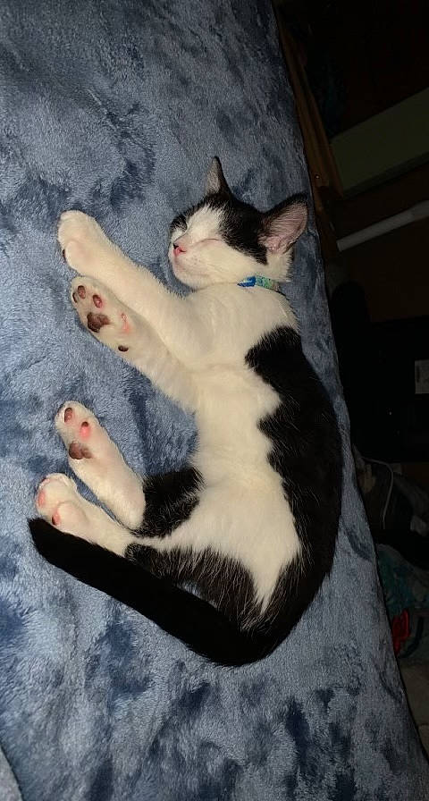 Jellybean joined the competition — help win amazing prizes! carnivore, cat, comfort, domestic_short_haired_cat, eye, felidae, foot, formal_wear, fur, head, human_body, lap, mammal, paw, small_to_medium_sized_cats, snout, tail, tree, vertebrate, whiskers