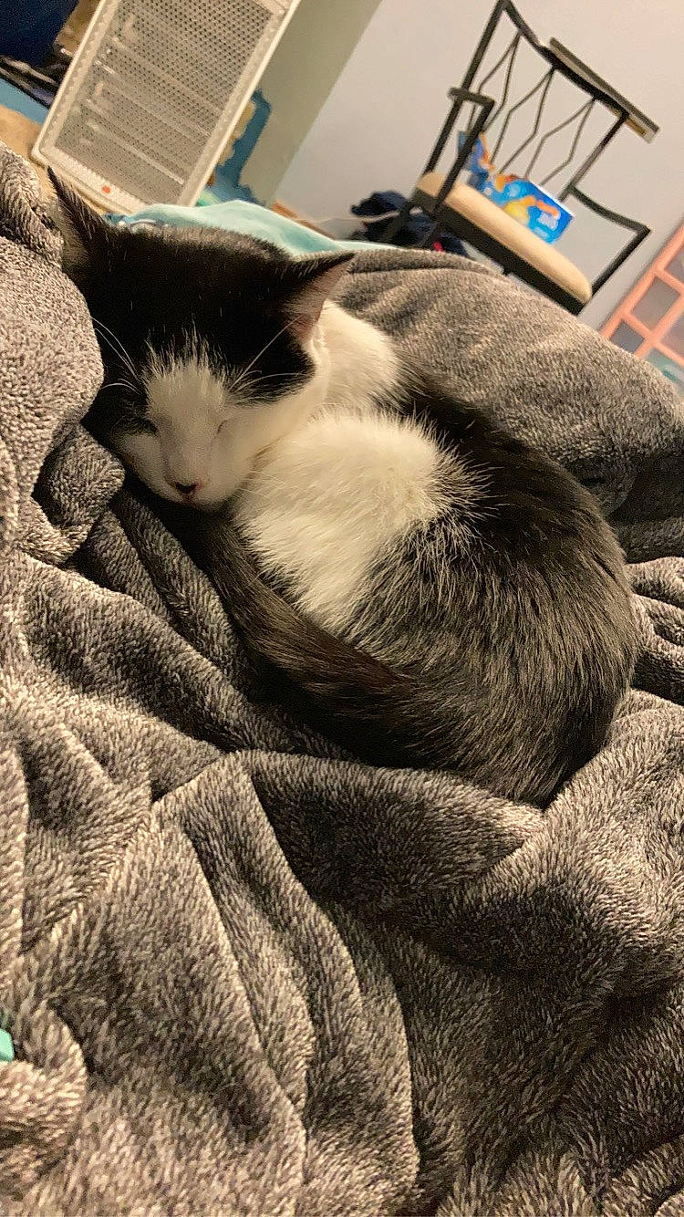 Jellybean joined the competition — help win amazing prizes! carnivore, cat, comfort, domestic_short_haired_cat, felidae, flooring, fur, grey, nap, paw, sleep, small_to_medium_sized_cats, snout, tail, whiskers, wood