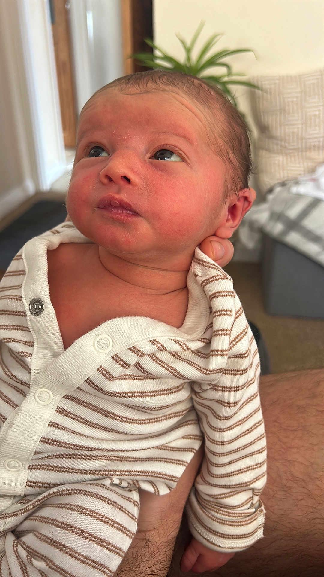 Aoife joined the competition — help win amazing prizes! newborn, baby, infant, striped_clothing, onesie, person, indoor, curious, gaze, adult_arm, human_skin, face, head, soft_light, plant, couch, blanket, portrait, closeup, cozy
