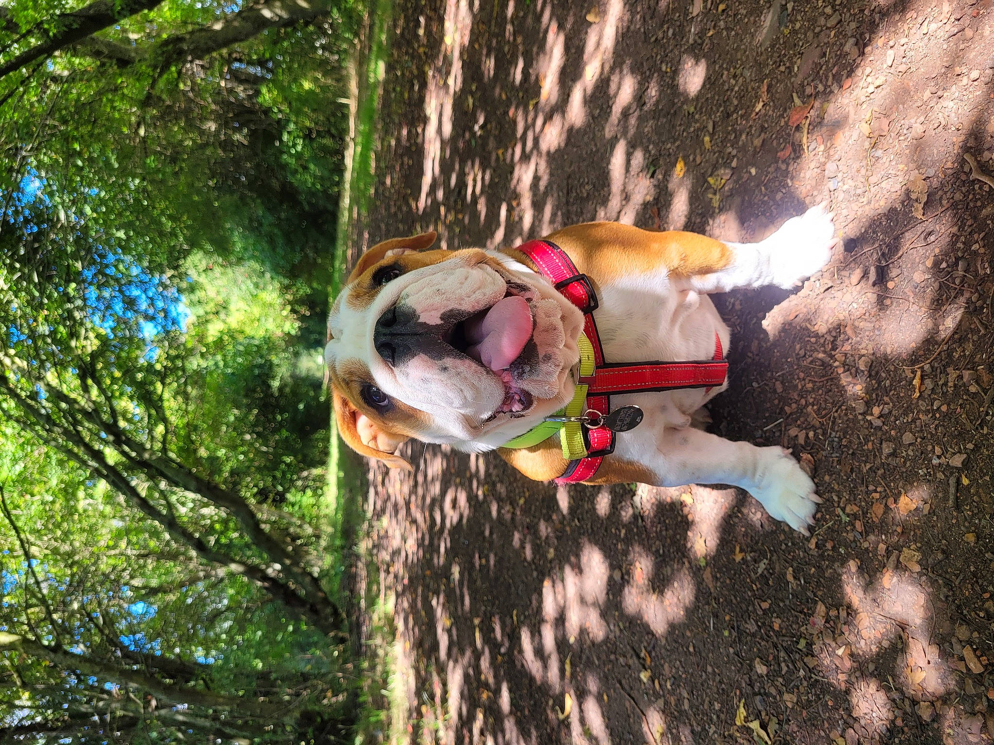 Yumi participe au concours pour gagner de l'argent avec cette photo : adventure, canidae, carnivore, companion_dog, dog, dog_breed, fawn, fun, grass, leisure, people_in_nature, plant, recreation, soil, sporting_group, tail, tree, trunk, wood, working_animal