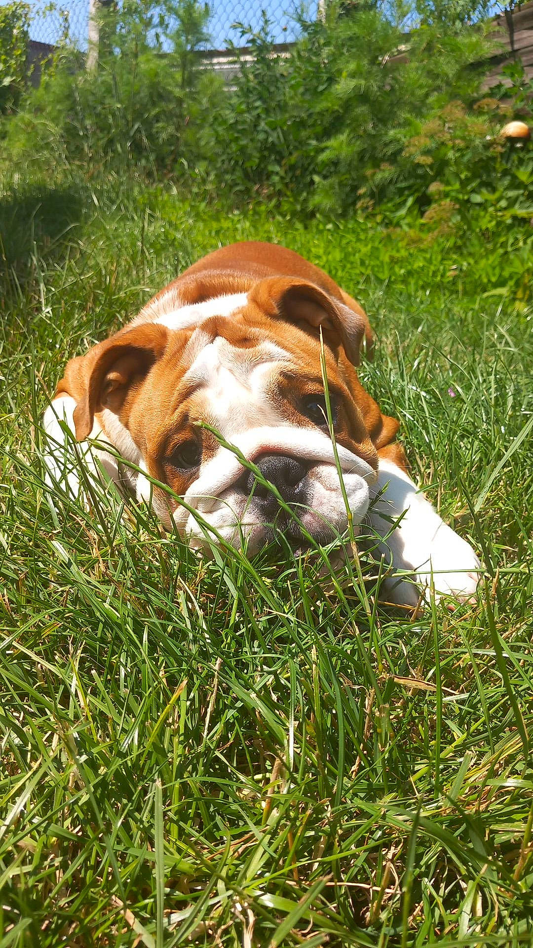 Yumi participe au concours pour gagner de l'argent avec cette photo : basset_hound, canidae, carnivore, companion_dog, dog, dog_breed, fawn, grass, grassland, groundcover, liver, pasture, plant, scent_hound, snout, sporting_group, tail, terrestrial_animal, whiskers, working_animal