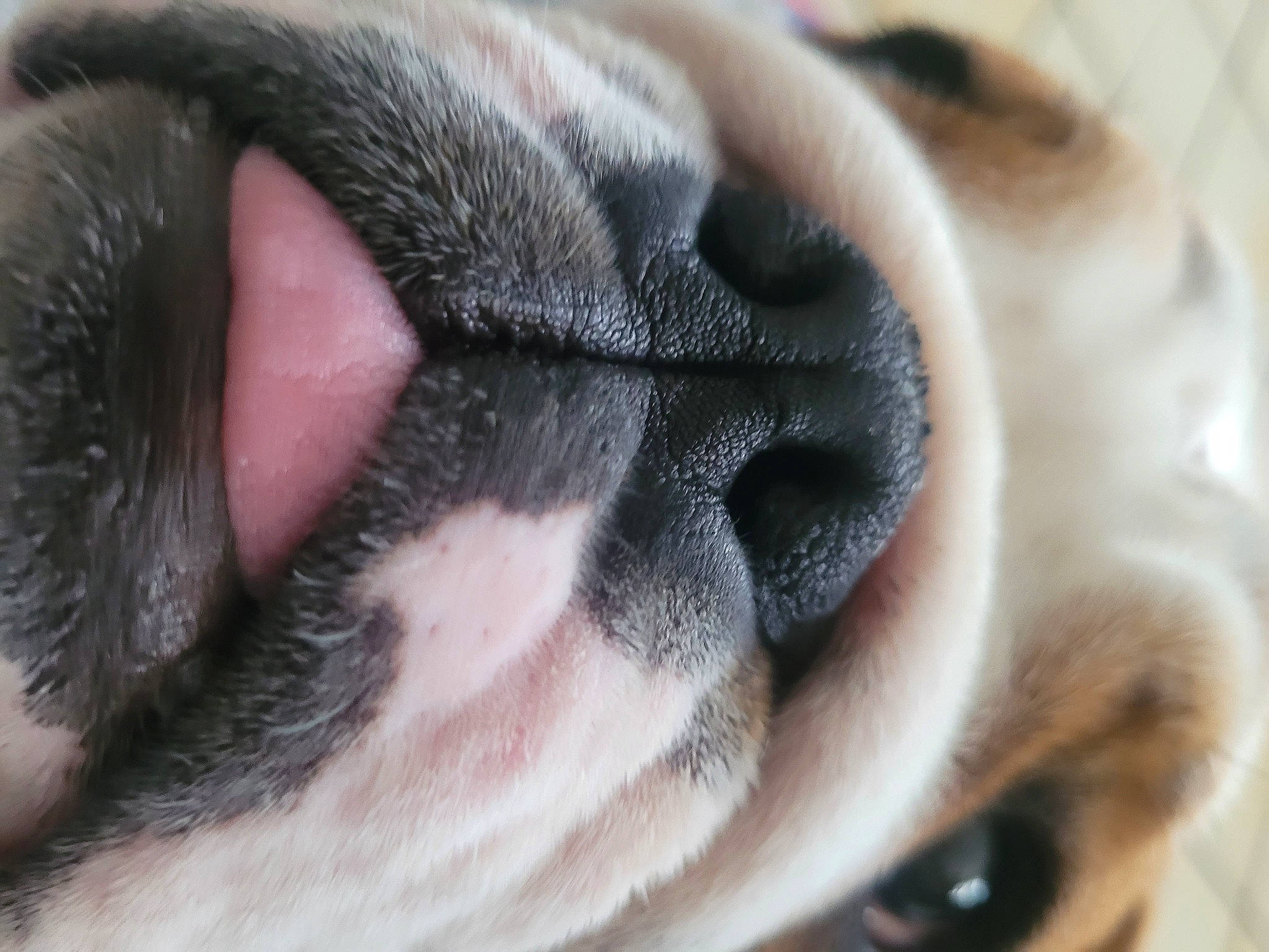 Yumi a rejoint le concours — aidez-le/la à gagner de superbes lots ! carnivore, close_up, companion_dog, dog, dog_breed, ear, eye, fawn, felidae, fur, human_body, nose, paw, small_to_medium_sized_cats, snout, sporting_group, tail, whiskers, wildlife, wrinkle