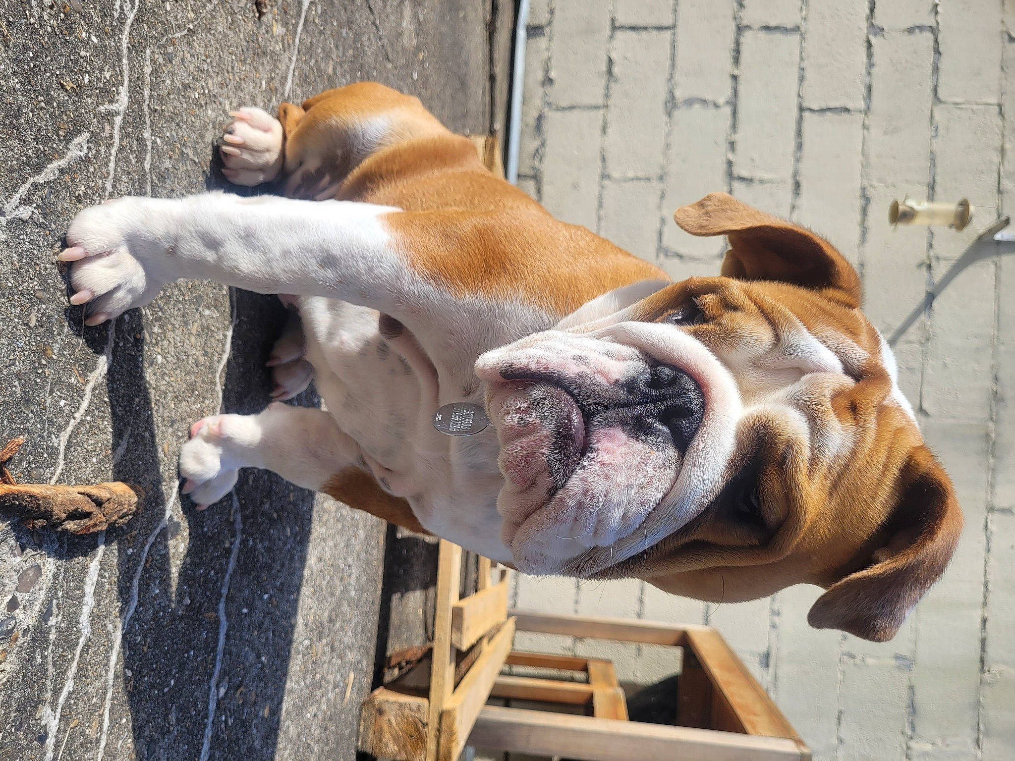 Yumi a rejoint le concours — aidez-le/la à gagner de superbes lots ! ancient_dog_breeds, bulldog, canidae, carnivore, collar, companion_dog, dog, dog_breed, dog_collar, dog_supply, fawn, liver, molosser, pet_supply, snout, sporting_group, tail, wood, working_animal, wrinkle