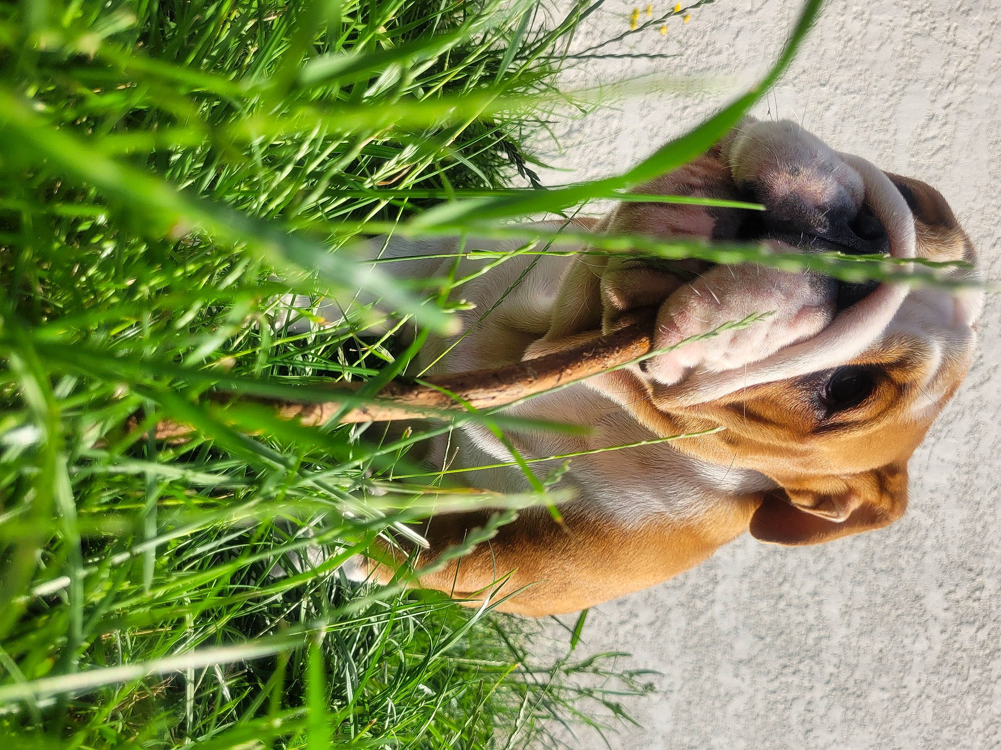 Yumi a rejoint le concours — aidez-le/la à gagner de superbes lots ! amphibian, close_up, felidae, fur, grass, leaf_vegetable, liver, organism, plant, plant_stem, tail, terrestrial_animal, terrestrial_plant, tree, true_frog, twig, whiskers, wildlife, wood