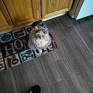 Precious joined the competition — help win amazing prizes! animal, cabinet, cat, companion, cute, domestic, flooring, fluffy_cat, footwear, green_eyes, home_mat, indoor, keys_pattern, looking_up, mat, person, pet, slipper, wood_cabinet, wooden_floor