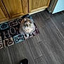animal, cabinet, cat, companion, cute, domestic, flooring, fluffy_cat, footwear, green_eyes, home_mat, indoor, keys_pattern, looking_up, mat, person, pet, slipper, wood_cabinet, wooden_floor