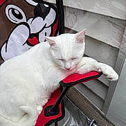 Dexter is registered to the contest to win money with this photo: adorable, calm, cartoon_bag, close_up, cozy, ear, feline, floor_cover, folding_chair, house_siding, metal_frame, naptime, outdoor, paw, pet, red_chair, relaxed, sleeping_cat, white_cat, white_fur