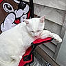 adorable, calm, cartoon_bag, close_up, cozy, ear, feline, floor_cover, folding_chair, house_siding, metal_frame, naptime, outdoor, paw, pet, red_chair, relaxed, sleeping_cat, white_cat, white_fur