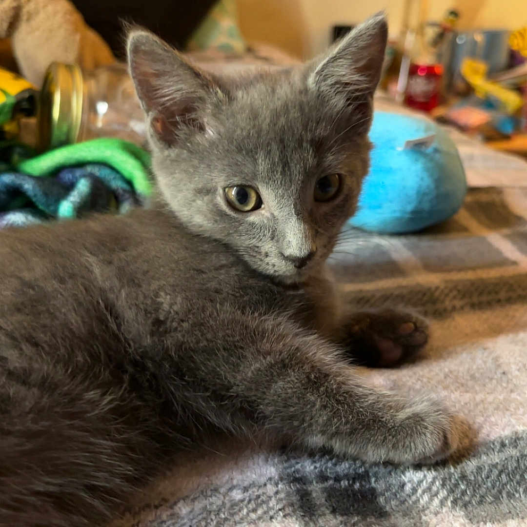 Megatron
