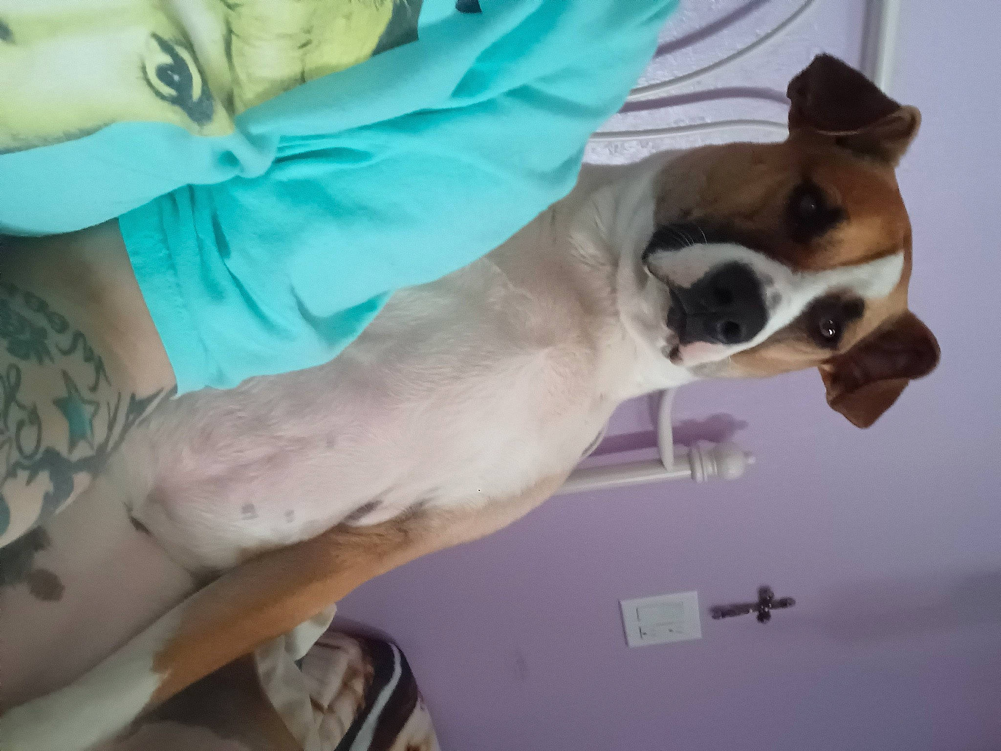 Mavis is registered to the contest to win money with this photo: boston_terrier, canidae, carnivore, collar, comfort, companion_dog, dog, dog_breed, ear, elbow, eyewear, fawn, gesture, non_sporting_group, pet_supply, snout, sporting_group, sunglasses, working_animal, wrist