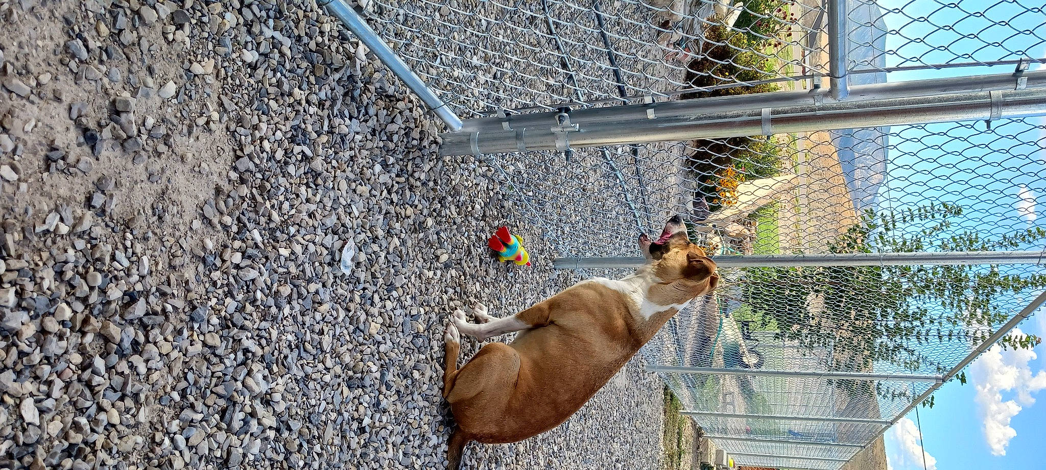 Mavis is registered to the contest to win money with this photo: animal_shelter, asphalt, cage, carnivore, chain_link_fencing, clock, companion_dog, concrete, dog, dog_breed, fawn, felidae, mesh, pet_supply, plant, road_surface, soil, sporting_group, tail, wire_fencing