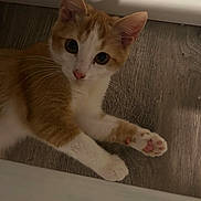 Mandarino joined the competition — help win amazing prizes! kitten, cat, orange_cat, white_cat, paw, pink_paw, floor, wooden_floor, indoor, pet, curious, young_cat, feline, whiskers, ears, cute, animal, looking_up, lying_down, close_up