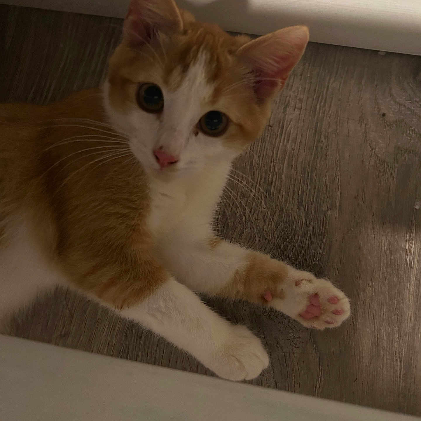 Mandarino joined the competition — help win amazing prizes! animal, cat, close_up, curious, cute, ears, feline, floor, indoor, kitten, looking_up, lying_down, orange_cat, paw, pet, pink_paw, whiskers, white_cat, wooden_floor, young_cat