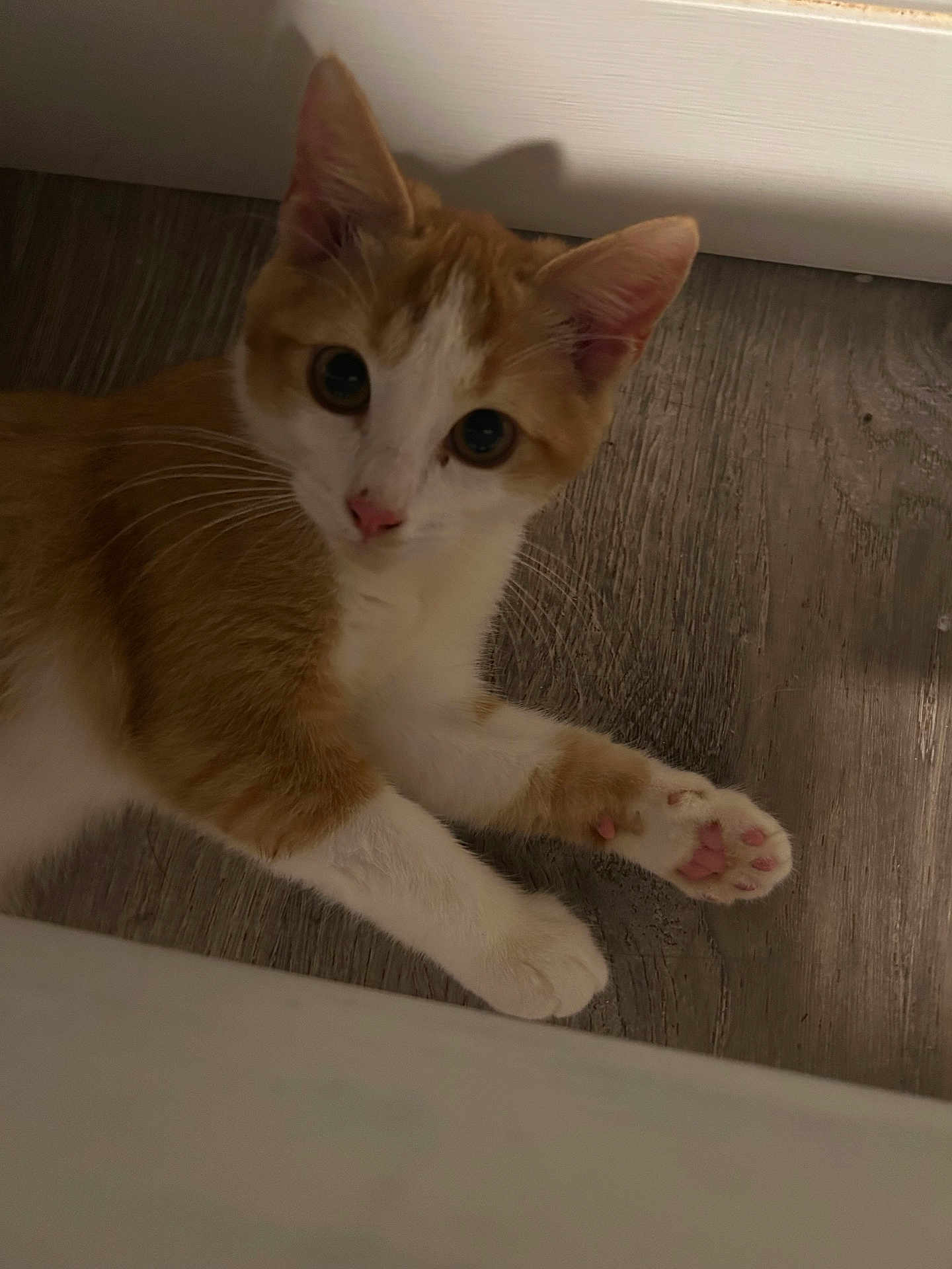 Mandarino joined the competition — help win amazing prizes! kitten, cat, orange_cat, white_cat, paw, pink_paw, floor, wooden_floor, indoor, pet, curious, young_cat, feline, whiskers, ears, cute, animal, looking_up, lying_down, close_up