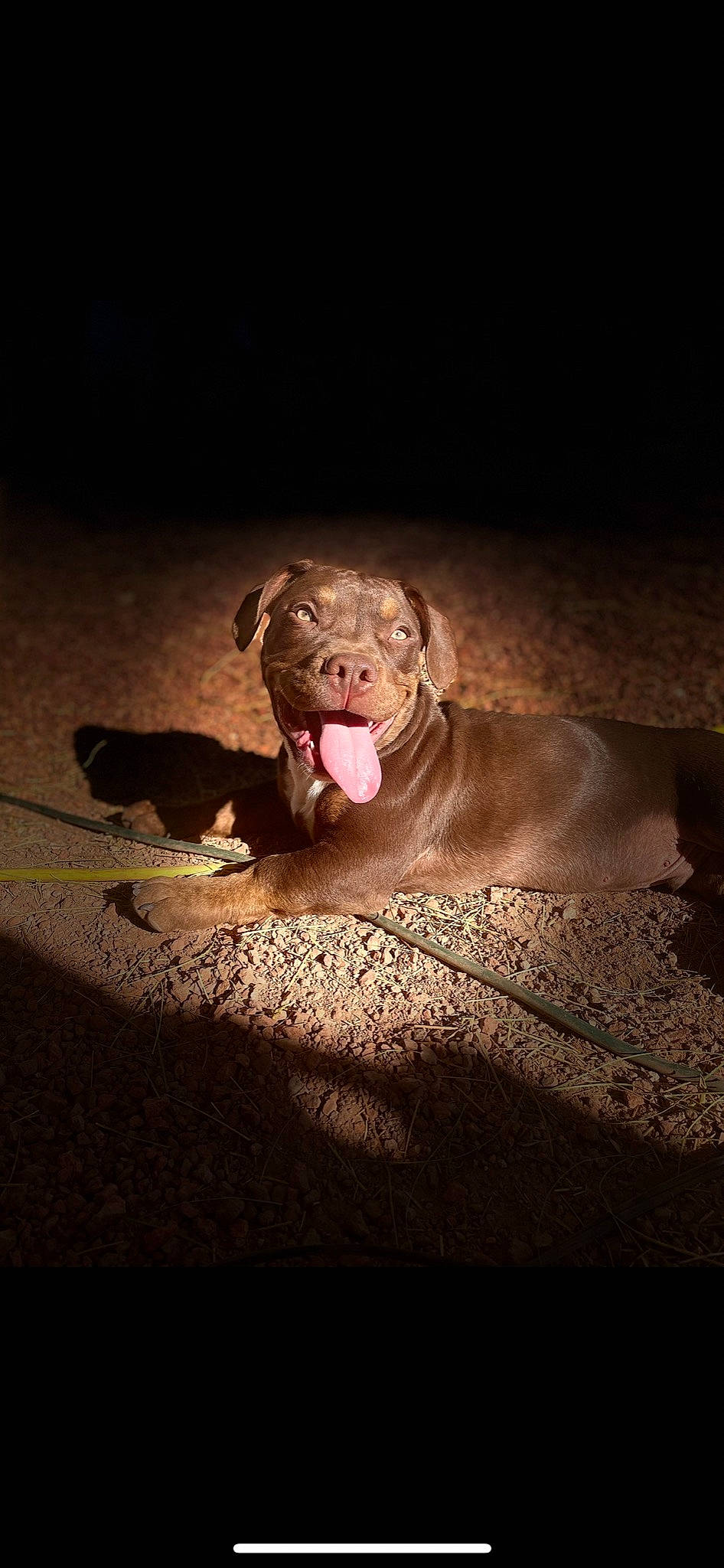 Tank joined the competition — help win amazing prizes! carnivore, companion_dog, darkness, dog, dog_breed, felidae, flash_photography, fur, liver, night, paw, snout, sporting_group, still_life_photography, terrestrial_animal, tints_and_shades, whiskers, window, working_animal, yawn