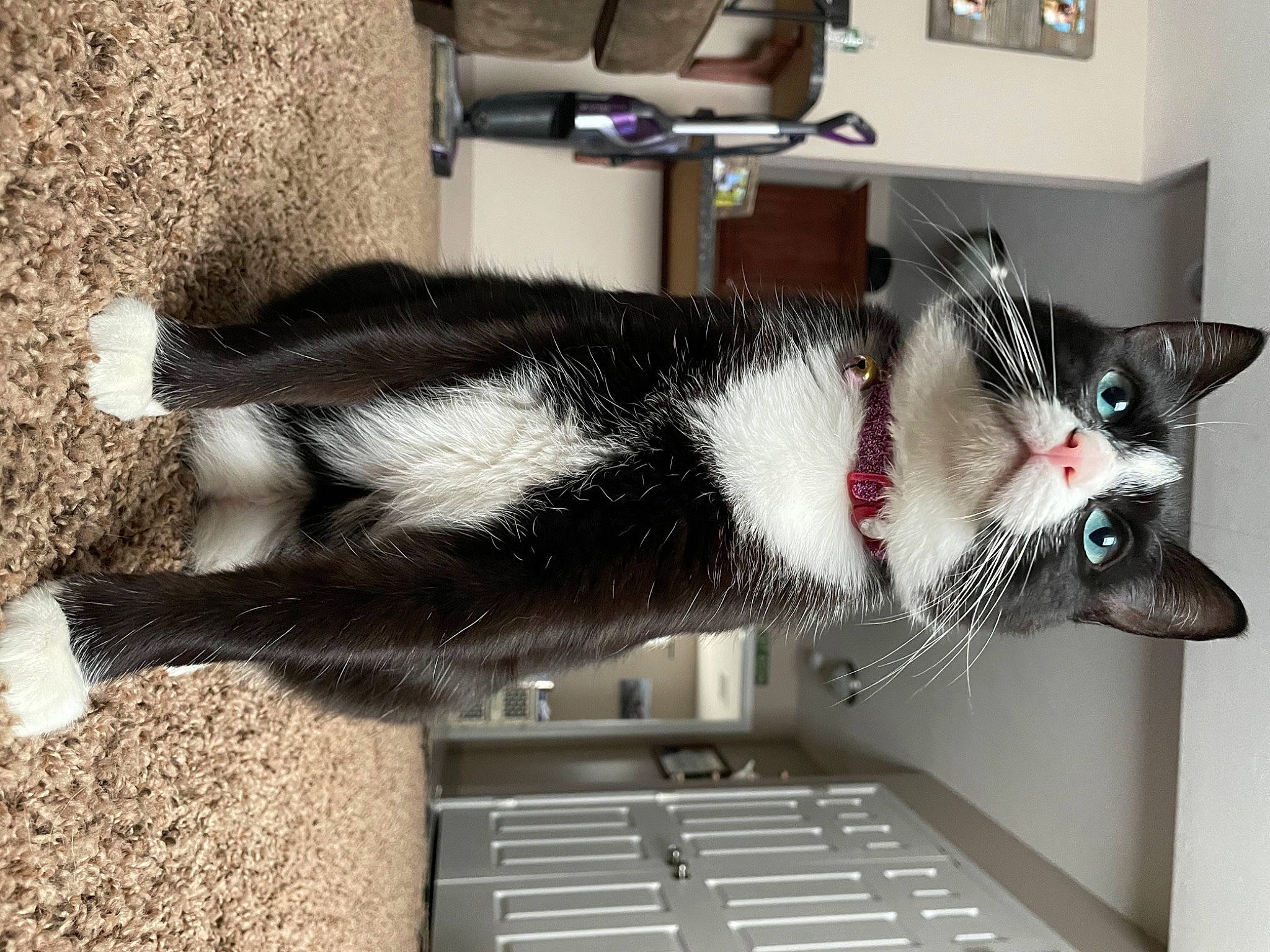 Juul joined the competition — help win amazing prizes! carnivore, cat, claw, collar, domestic_short_haired_cat, felidae, fur, laptop, room, shelf, small_to_medium_sized_cats, snout, space_bar, tail, whiskers