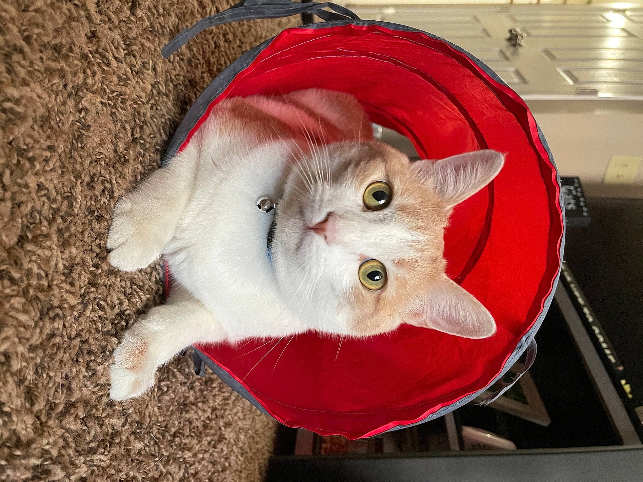 Geo is registered to the contest to win money with this photo: carmine, carnivore, cat, claw, domestic_short_haired_cat, fawn, felidae, fur, packing_materials, small_to_medium_sized_cats, tail, whiskers