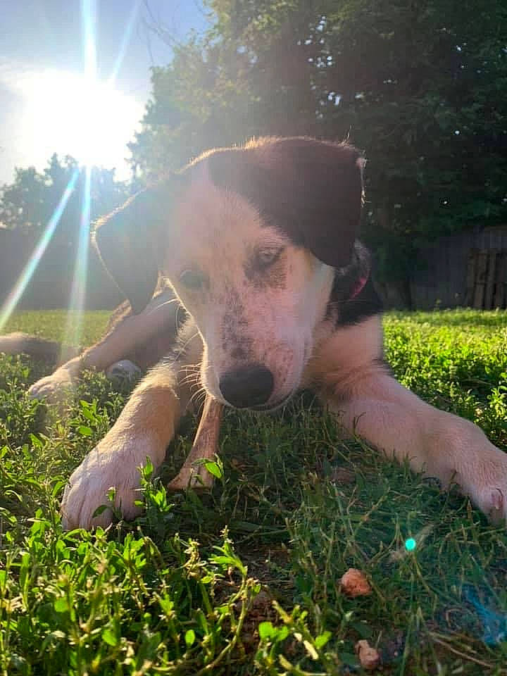 Blue joined the competition — help win amazing prizes! carnivore, companion_dog, dog, dog_breed, fawn, gesture, grass, grassland, happy, lens_flare, light, mammal, morning, people_in_nature, plant, sky, snout, sunlight, tree, vertebrate