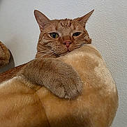 Lenny is registered to the contest to win money with this photo: cat, feline, orange_tabby, tabby, paw, close_up, portrait, indoor, wall, whiskers, ears, cozy, plush, pet, looking, sleepy, bedding, texture, nose, eyes