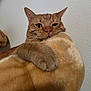 cat, feline, orange_tabby, tabby, paw, close_up, portrait, indoor, wall, whiskers, ears, cozy, plush, pet, looking, sleepy, bedding, texture, nose, eyes