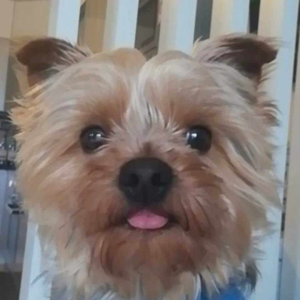 Ruca a rejoint le concours — aidez-le/la à gagner de superbes lots ! animal, bright_eyes, canine, close_up, closeup, companion, curious, cute, dog, domestic_animal, face, fluffy_fur, furry, headshot, indoor, looking_at_camera, pet, portrait, small_dog, tongue_out