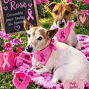 Iron Et Albus participe au concours pour gagner de l'argent avec cette photo : dogs, two_dogs, pet, canine, pink, pink_ribbon, cancer_awareness, bandana, garden, flowers, outdoor, grass, blanket, heart, sign, chalkboard, portrait, sitting, lying_down, support