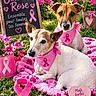 dogs, two_dogs, pet, canine, pink, pink_ribbon, cancer_awareness, bandana, garden, flowers, outdoor, grass, blanket, heart, sign, chalkboard, portrait, sitting, lying_down, support