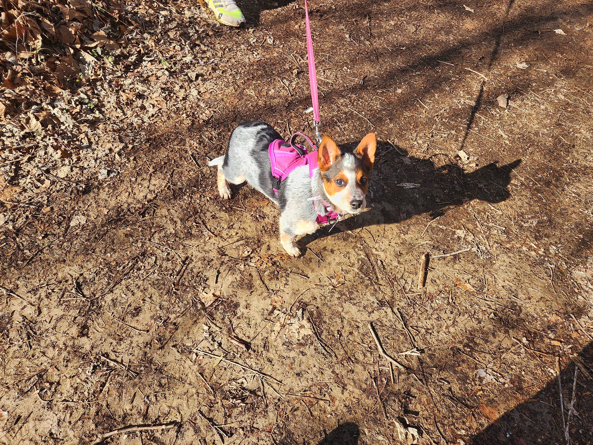 Lilly is registered to the contest to win money with this photo: asphalt, carnivore, companion_dog, dog, dog_breed, dog_clothes, dog_collar, dog_supply, fawn, grass, leash, pet_supply, plant, road_surface, shadow, soil, tail, toy_dog, wood, working_animal