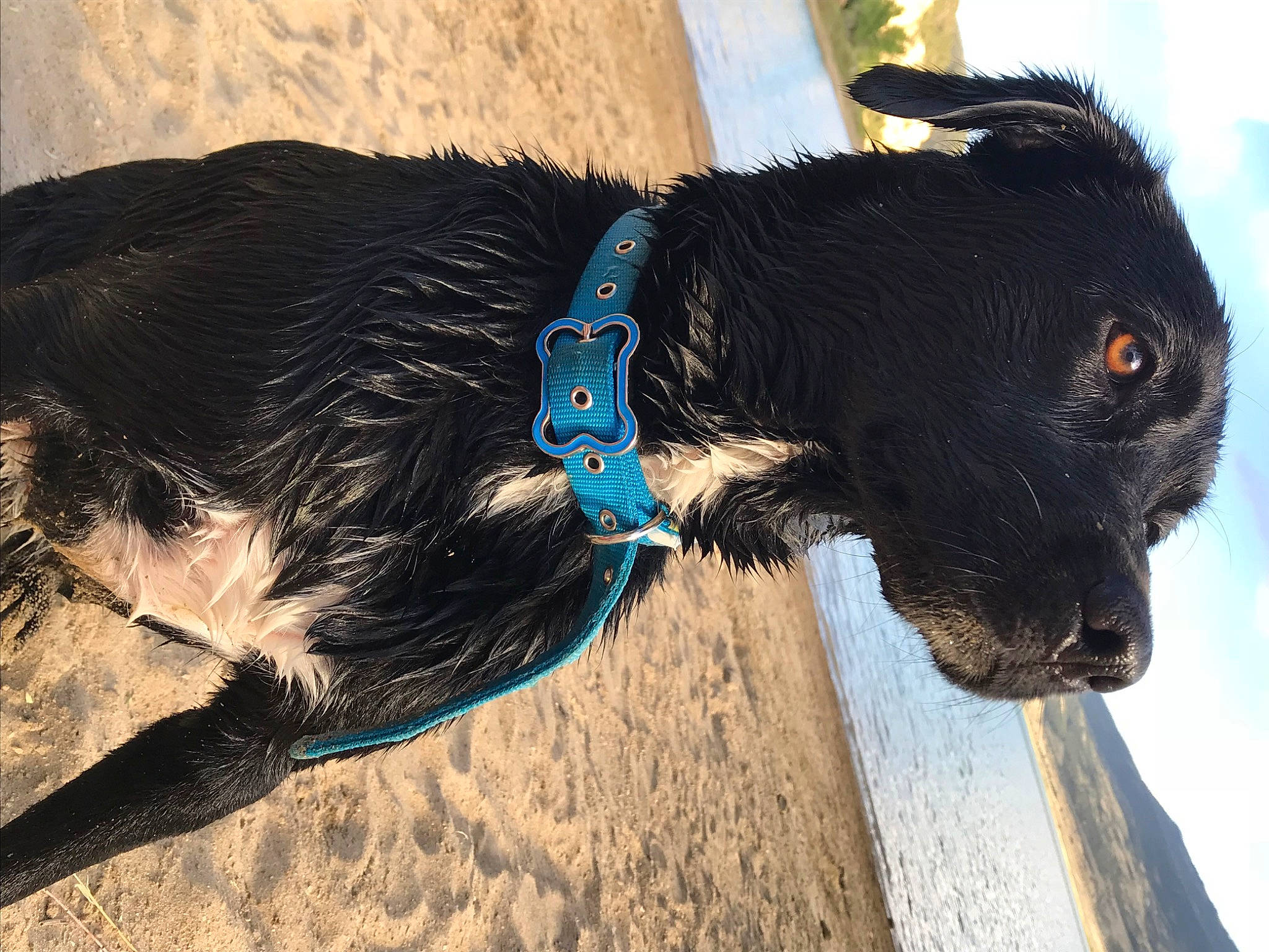 Luna joined the competition — help win amazing prizes! canidae, carnivore, collar, companion_dog, dog, dog_breed, dog_collar, dog_supply, electric_blue, fashion_accessory, fur, guard_dog, leash, pet_supply, sky, snout, sporting_group, tail, working_animal, working_dog