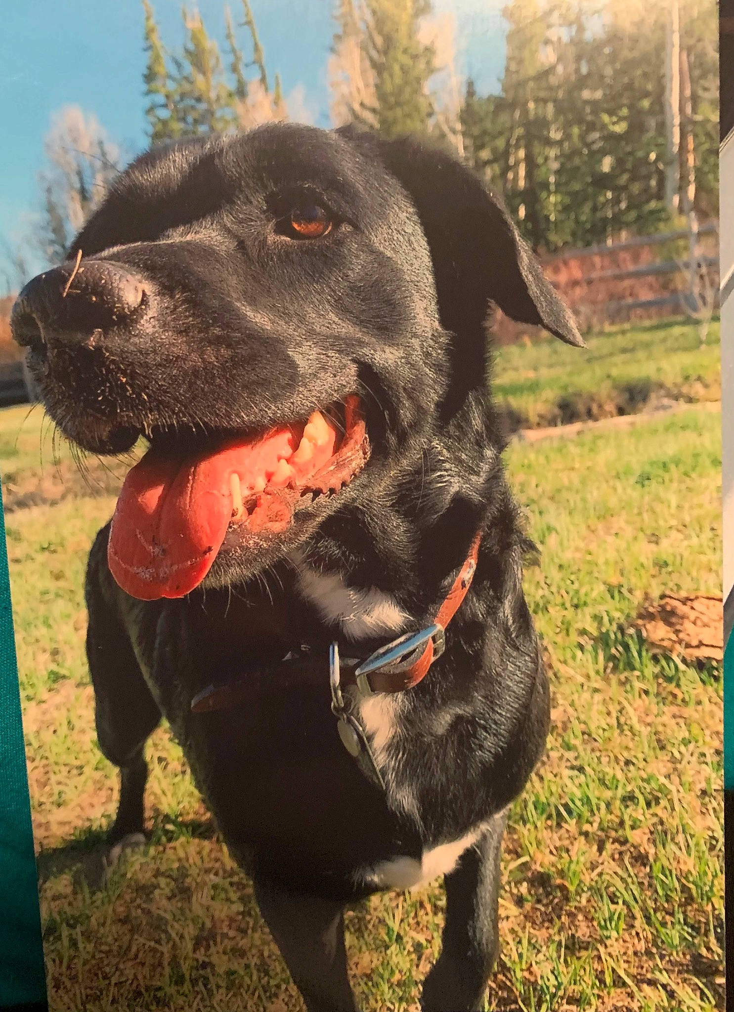 Luna joined the competition — help win amazing prizes! carnivore, collar, companion_dog, dog, dog_breed, dog_collar, fashion_accessory, grass, gun_dog, leash, liver, personal_protective_equipment, pet_supply, plant, retriever, sky, snout, sporting_group, tree, working_animal