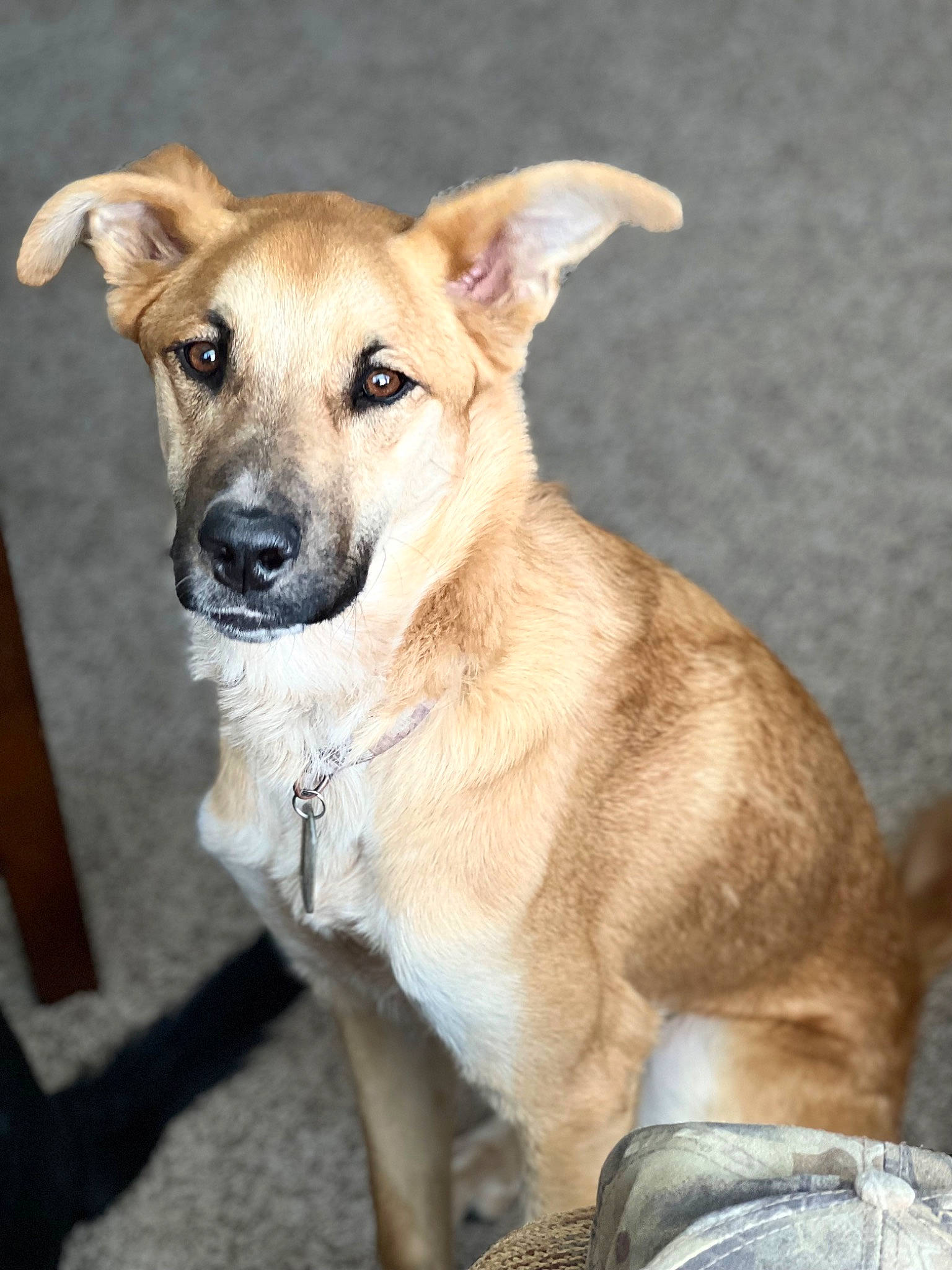 Riot joined the competition — help win amazing prizes! canidae, carnivore, collar, companion_dog, dog, dog_breed, dog_collar, fawn, fur, snout, sporting_group, whiskers, working_dog